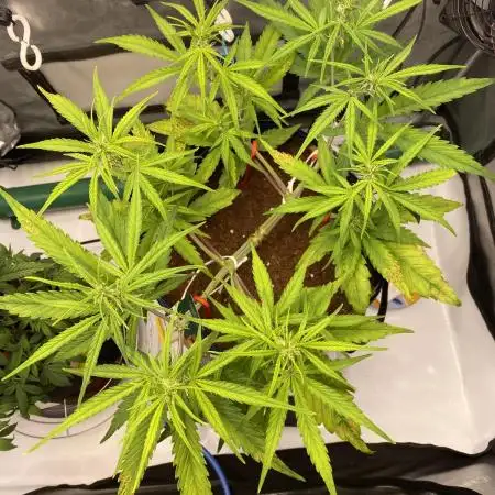 🍋🥧 Auto - Fast Buds
