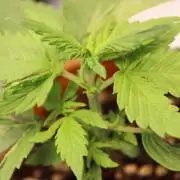 Eternity Grow Cup 2026 - Sticky 🥦