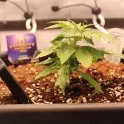 Eternity Grow Cup 2026 - Sticky 🥦