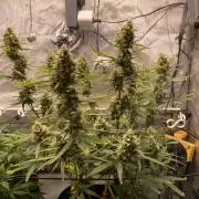 🍋🥧 Auto - Fast Buds