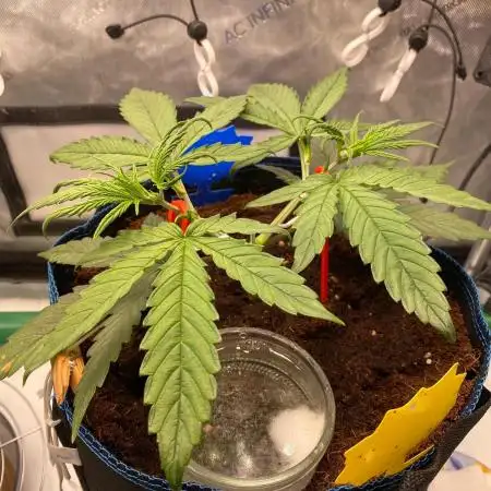 🍋🥧 Auto - Fast Buds