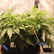 Eternity Grow Cup 2026 - Sticky 🥦