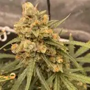 🍋🥧 Auto - Fast Buds