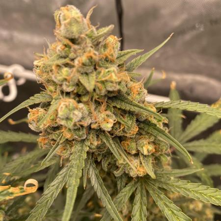 🍋🥧 Auto - Fast Buds