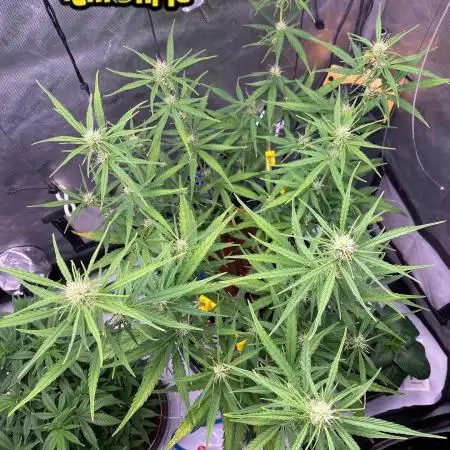 🍋🥧 Auto - Fast Buds