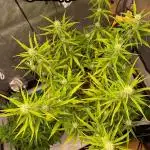 🍋🥧 Auto - Fast Buds