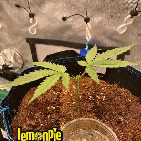 🍋🥧 Auto - Fast Buds