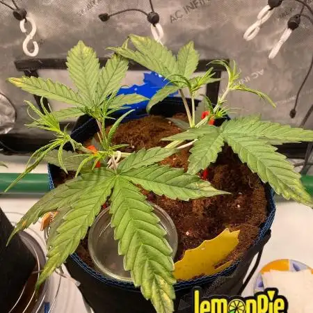 🍋🥧 Auto - Fast Buds