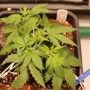 Eternity Grow Cup 2026 - Sticky 🥦