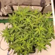 Eternity Grow Cup 2026 - Sticky 🥦