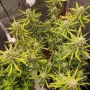 🍋🥧 Auto - Fast Buds