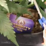 Eternity Grow Cup 2026 - Sticky 🥦