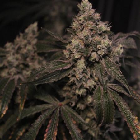 GrowDome Pink Cookies & Jungle Jimmy
