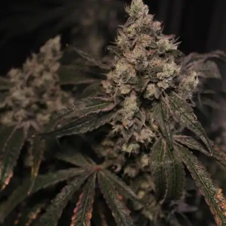 GrowDome Pink Cookies & Jungle Jimmy