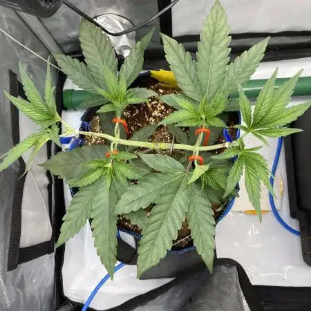 GrowDome Pink Cookies & Jungle Jimmy