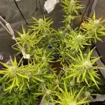 🍋🥧 Auto - Fast Buds