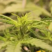 Eternity Grow Cup 2026 - Sticky 🥦