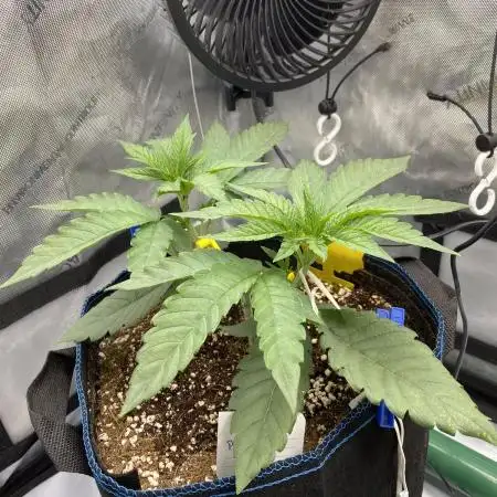 GrowDome Pink Cookies & Jungle Jimmy