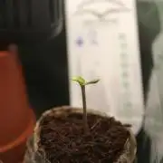 Eternity Grow Cup 2026 - Sticky 🥦