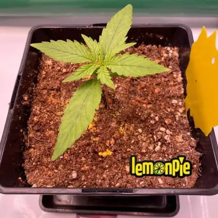 🍋🥧 Auto - Fast Buds