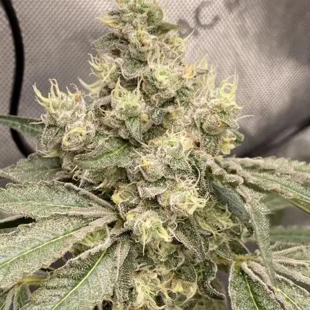 GrowDome Pink Cookies & Jungle Jimmy