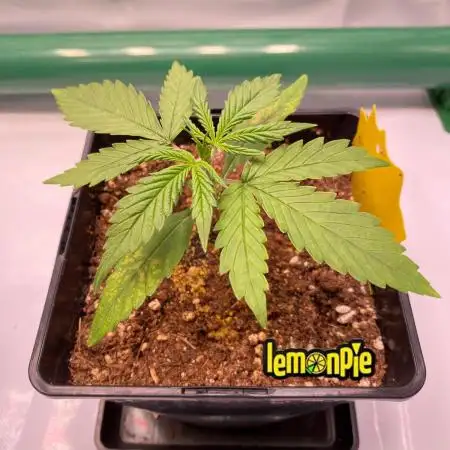 🍋🥧 Auto - Fast Buds