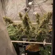 🍋🥧 Auto - Fast Buds