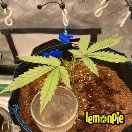 🍋🥧 Auto - Fast Buds