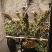 🍋🥧 Auto - Fast Buds