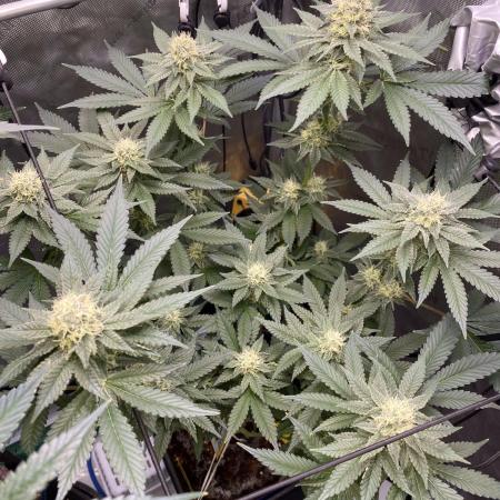GrowDome Pink Cookies & Jungle Jimmy