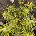 🍋🥧 Auto - Fast Buds