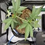 GrowDome Pink Cookies & Jungle Jimmy