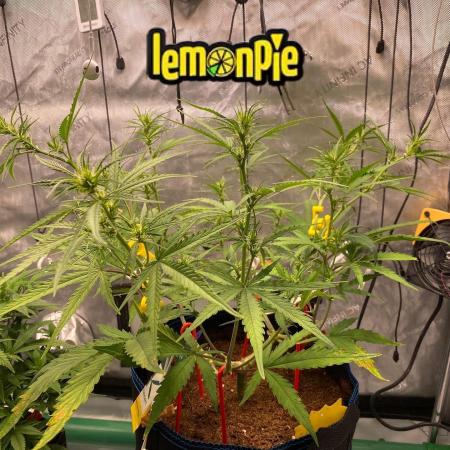 🍋🥧 Auto - Fast Buds