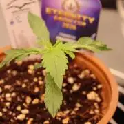 Eternity Grow Cup 2026 - Sticky 🥦