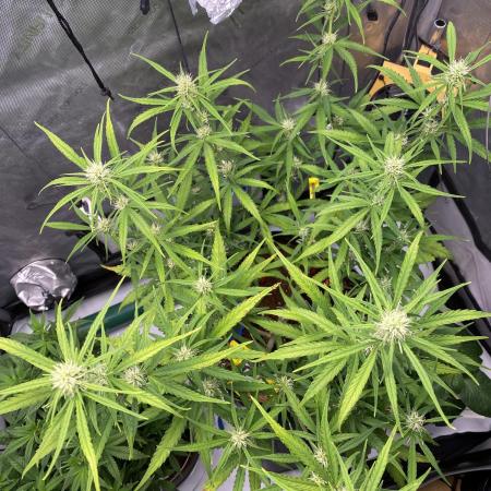 🍋🥧 Auto - Fast Buds