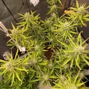 🍋🥧 Auto - Fast Buds