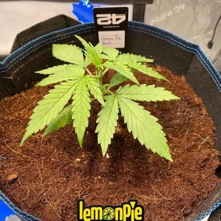 🍋🥧 Auto - Fast Buds