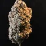 GrowDome Pink Cookies & Jungle Jimmy