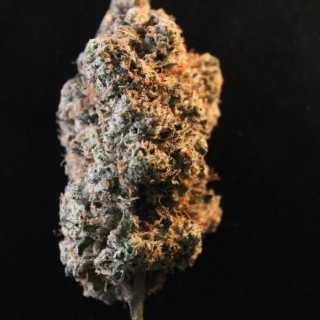 GrowDome Pink Cookies & Jungle Jimmy