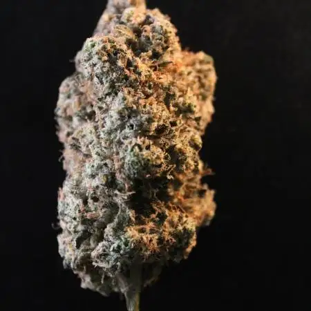 GrowDome Pink Cookies & Jungle Jimmy