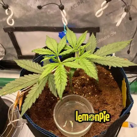🍋🥧 Auto - Fast Buds