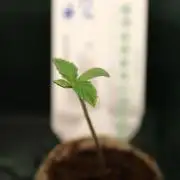 Eternity Grow Cup 2026 - Sticky 🥦