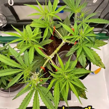 🍋🥧 Auto - Fast Buds