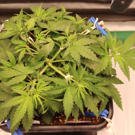 Eternity Grow Cup 2026 - Sticky 🥦