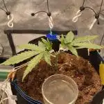 🍋🥧 Auto - Fast Buds