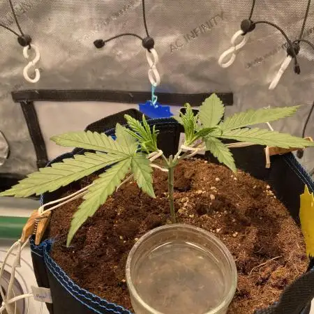 🍋🥧 Auto - Fast Buds