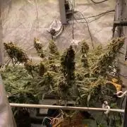 🍋🥧 Auto - Fast Buds