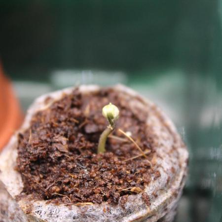 Eternity Grow Cup 2026 - Sticky 🥦