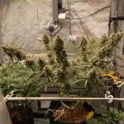 🍋🥧 Auto - Fast Buds