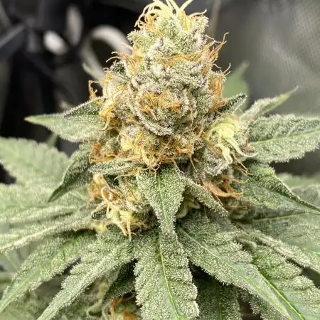 GrowDome Pink Cookies & Jungle Jimmy